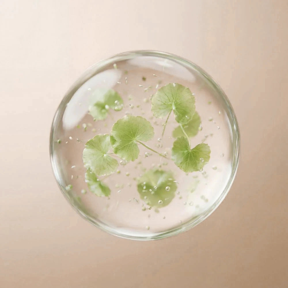 Gotu Kola
